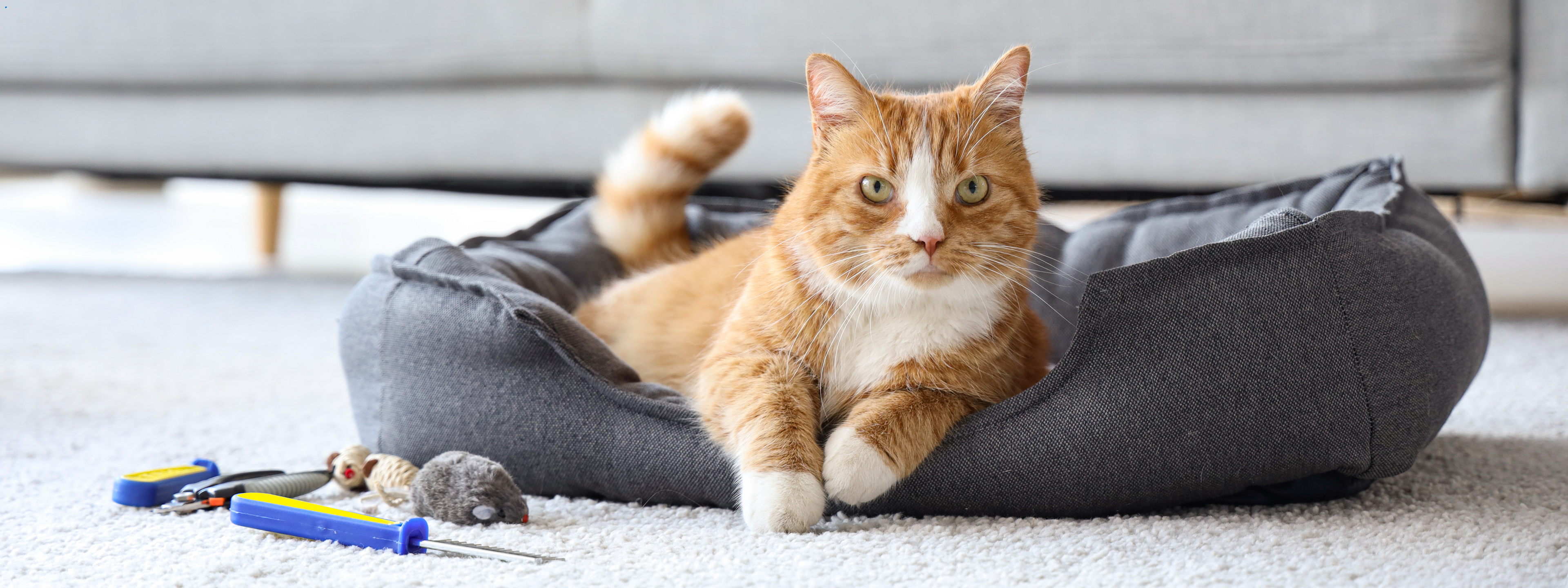 Safe, fun, and helpful products