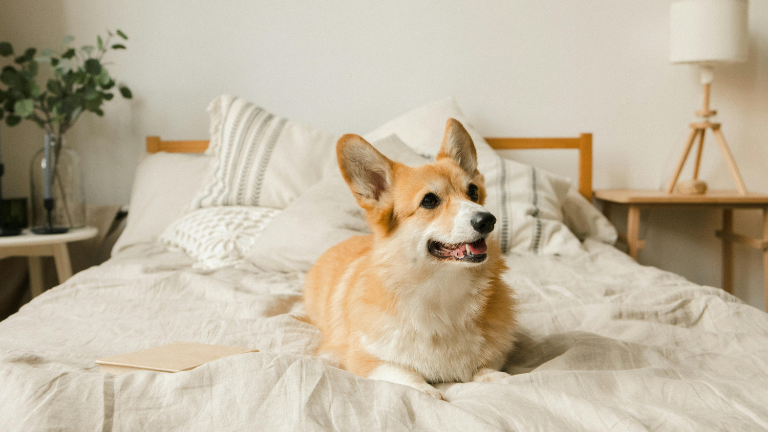 Toys, beds, and feeders to keep your pets happy